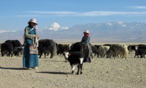 Chorten Kailash yaks 108 - p