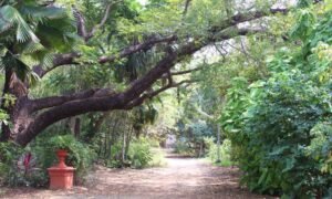 Chennai Teosophical Society (2)