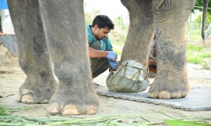 SOS Wildlife Mathura Elephant