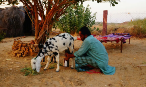 Jaisalmer Airbnb 3