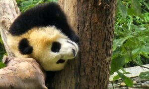 Chorten Pandas Kham Tibete (9)