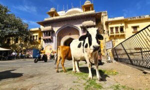 Chorten Jaipur 25 (11) (1)