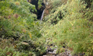 ABC Nepal Bamboo (1) b