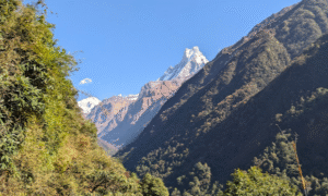 ABC Nepal Bamboo (3) b