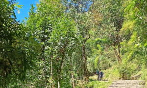 ABC Nepal Chomrong a (5) b