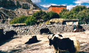 ABC Nepal Kagbeni 3 b