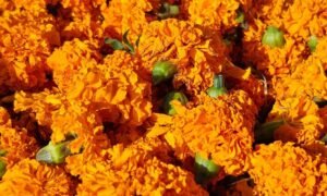 Chorten Lakshminarayan Delhi India (5)