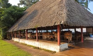 manjakkudi