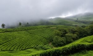 thekkady