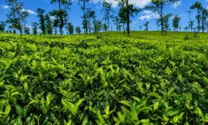 thekkady 88