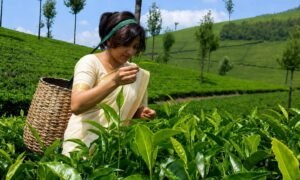 thekkady 99